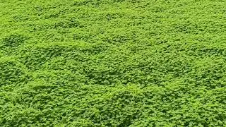 adventure greenwood 🍏💚 #explore #green #beach #adventure #hunting #foryou #greenscreen 