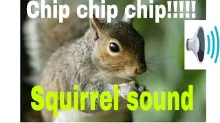 Squirrel sound.  High pitch