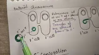 Conjugation in Bacteria | You Tube | Conjugation between F+ and F- cell | Hfr and F- cell |