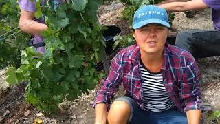 Winobranie Francja 2020. Day3. Jak wygląda pole? :)