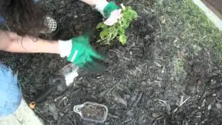Planting flowers with HyR BRIX&reg; Fertilizer
