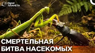 Экстремальные насекомые: смертельная борьба за выживание | Документалка на русском