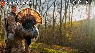 STRUTTER IN THE HARDWOODS | Turkey Hunting in Virginia