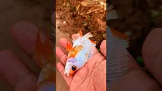 Hunting and catching ornamentalfish, redevilfish #shorts #viralvideo #viralshorts