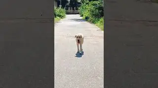 only one sound call in rio oodi vanthutuvan. #dog#doglover #labrador#puppy#pets#love #doglover#dogs