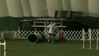 clint beaver agility 91308