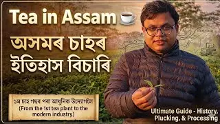 Tea in Assam☕ ।।  অসমৰ চাহৰ ইতিহাস বিচাৰি ।।