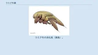ウミグモ綱