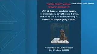 Fulton County Animal Care needs helping finding homes for dogs