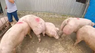 Bán 60 Con Lợn Thu Về Nữa Tỉ - Selling 60 Pigs To Earn Half a Billion