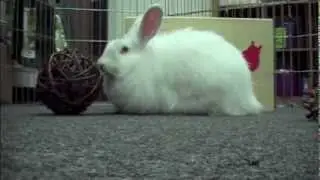 Miss Fluff