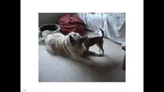 3 Myths about Dog-to-Dog Communication Webinar Replay