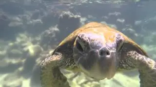 Turtle Tuesday