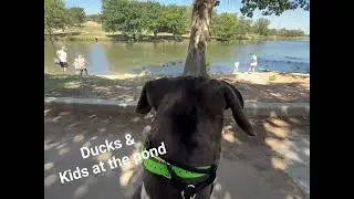 03 - Georgia heads to MediPark lake for training with Shelly Bayless @ik9trainers551 