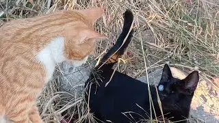 Blind cats Harry & Momo hunting (Viewer discretion @2.05)