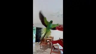 BEAUTIFUL FREE FLYING RINGNECK PARROTS