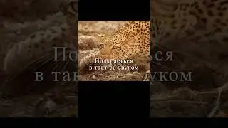 Леопард против крокодила ТАРКОВ #tarkov