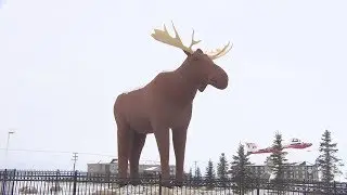 How can Mac the Moose regain the largest moose statue over Norway's moose