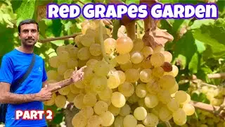 Green Red Grapes Garden in Quetta | visit Red Grapes Garden | Famous place in Quetta