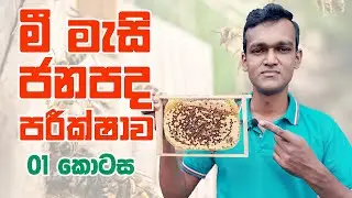 මී මැසි ජනපදයක පිලා වද පරීක්ෂා කිරීම | ජනපද නඩත්තුව | Brood comb inspection in a Bee hive colony