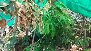 PaJR laborer patient's hourly activities in digging a garden pit 8x8 feet length and 3 feet deep