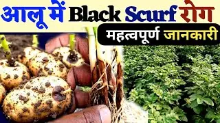 आलू में  black scarf रोग के कारण फसल बर्बाद हो जाएगी आप के जल्दी देखें वीडियो अपनी फसल में करे  उपाय