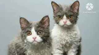 Cat DOCUMENTARY #world cutest cat#different types of cat#cat cutest creature#cat lovers