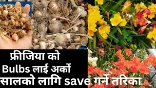 When and How to Collect Freesia Flower Bulbs / How to Save & Store Freesia bulbs for Next year