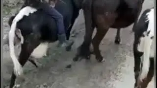 Juda kujli xazil