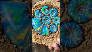Ammonite fossils #jade #stone #crystals #diamond #gemstones #gold #agate #opal