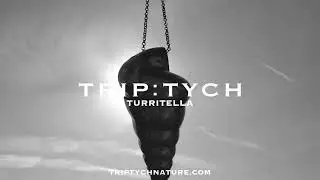 TRIP:TYCH TURRITELLA