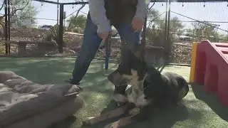 Dog spends his second Christmas in an animal shelter