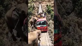 Elephant Pushes Bus 😱 Dangerous Jungle Road Attack | Shocking AI-Generated Scene