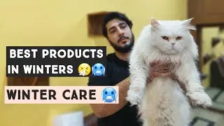 Persian Cat care in Winter | Best Pet Products in Winter for Cat owners | Keep Kitten warm in Winter