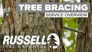 Обзор услуг по укреплению деревьев I Russell Tree Experts