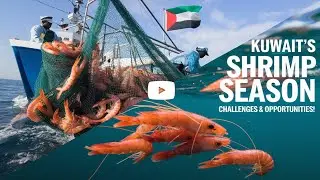 Kuwait's Shrimp Season: A Deep Dive into Challenges and Opportunities