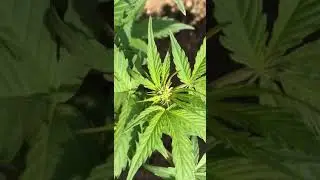 Blue Dream Matic Auto