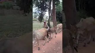 Zebu/Brahma bull/Bovidae #shorts#cow #zebu #brahma bull #indochine cattle #mammals #គោ