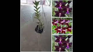 Trichoglottis brachiata