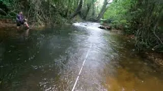 I Went Chasing Jungle Perch In The Rain In Cairns #fishing