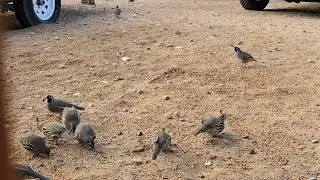 ASMR Gamble Quail eating in the evening light. 