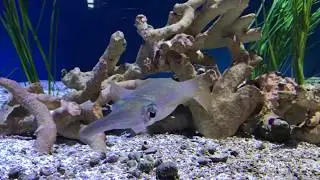 Monterey Bay Aquarium - Oct 2017