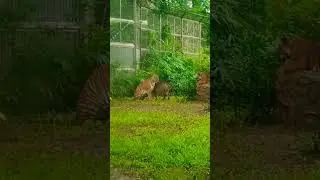 Rani Baug's Tiger 🐅 🐯|| New Animals of Mumbai Zoo 2023 #mumbaizoo #ranibaug #tiger #zoo #viral 🐯🐅