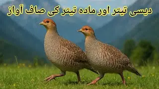 Grey Francolin Female Voice | Desi Teetar Ki Awaz | Partridge Sound | Grey Partridge Female Sound 