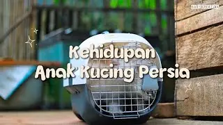Kehidupan Anak - anak Kucing Persia || Kucing ras persia