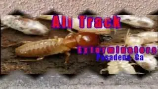 Where Do Termites Come From Pasadena Ca|Call 626-344-2464