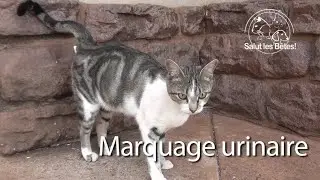 B&ecirc;tes comme tout : le marquage urinaire des chats