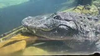 Fort Worth Zoo keeper chat - alligator