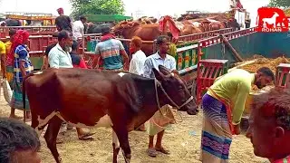 cow unloading, cow videos, cow video, big cow, goru hamba cow Ep - 290 @Rohanbd1