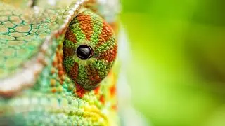 WhatsApp Chatbot With Python, Flask ,selenium ,MongoDB, AI